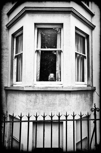 The curious dog di Grégory Herpe, Fotografia in vendita su Singulart