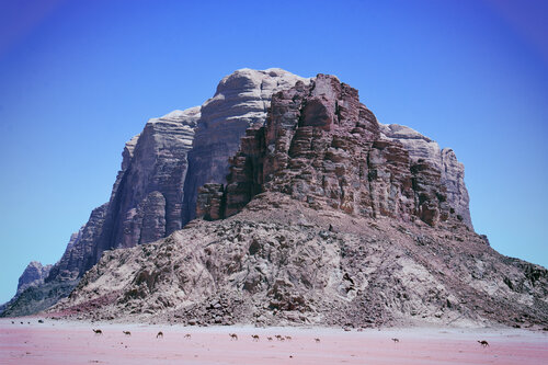 Caravan of camels Grégory Herpe
