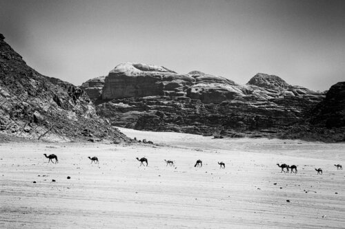 Camels in the Jordanian desert Grégory Herpe