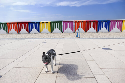 Being a bulldog in the 21st century Grégory Herpe