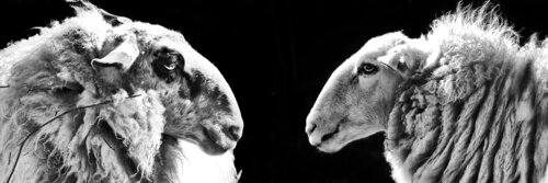 Wool you be mine? von Grégory Herpe, Fotografie kaufen auf Singulart
