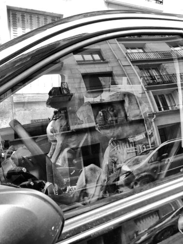 Dogs drive too von Grégory Herpe, Fotografie kaufen auf Singulart