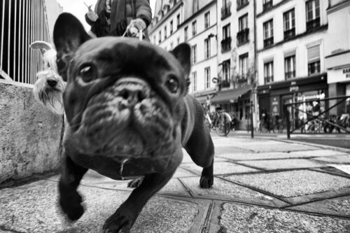 Get your camera out of my face! Grégory Herpe
