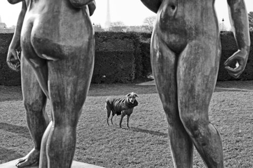 The esthete dog Grégory Herpe