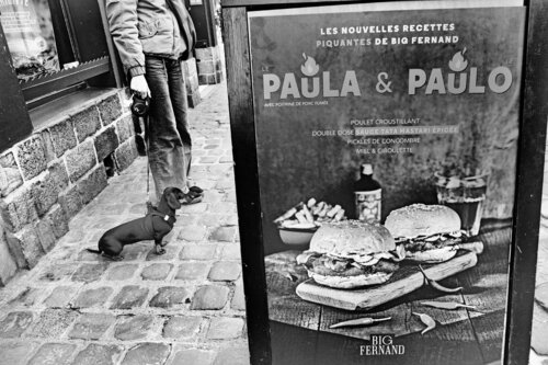 Paulette the Dachshund di Grégory Herpe, Fotografia in vendita su Singulart