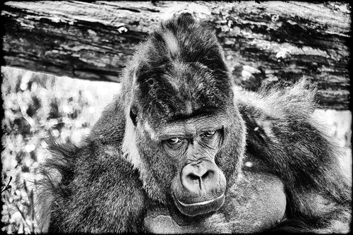 The Fallen Prince II von Grégory Herpe, Fotografie kaufen auf Singulart