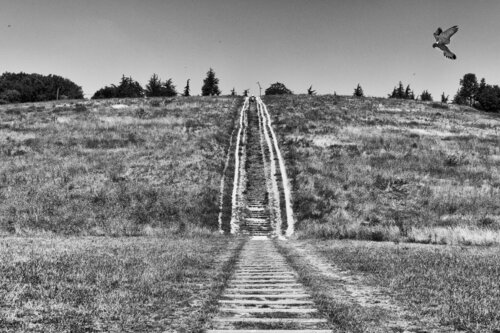 The Hunting Falcon de Grégory Herpe, Fotografía a la venta en Singulart