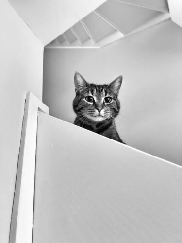 My Sister's Cat di Grégory Herpe, Fotografia in vendita su Singulart