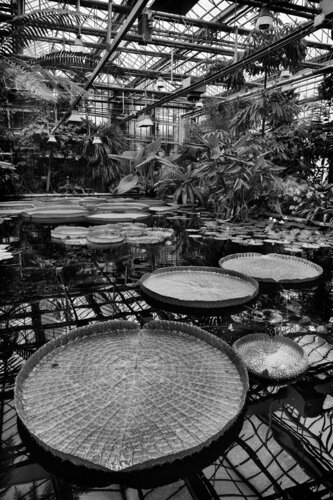 Giant Water Lilies van Grégory Herpe, Fotografie te koop op Singulart