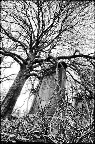 The Tree & the Stone di Grégory Herpe, Fotografia in vendita su Singulart