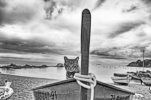 Cruel Pirate di Grégory Herpe, Fotografia in vendita su Singulart