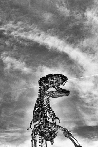 Meeting the Tyranosaurus Rex de Grégory Herpe, Fotografía a la venta en Singulart