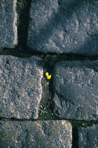 What's up Duck? di Grégory Herpe, Fotografia in vendita su Singulart