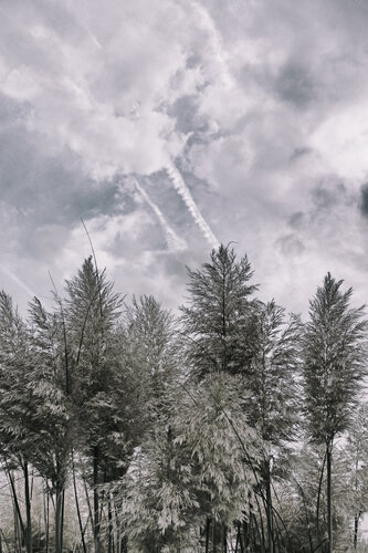 Pampas Grass de Grégory Herpe, Fotografía a la venta en Singulart