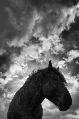 The dark horse of the abyss di Grégory Herpe, Fotografia in vendita su Singulart