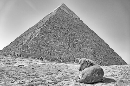 Doggypt van Grégory Herpe, Fotografie te koop op Singulart