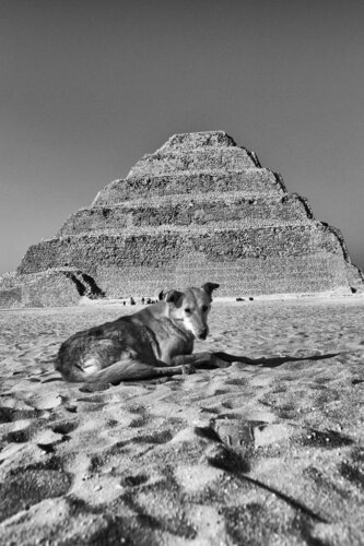 Snoop Doggynophis IV van Grégory Herpe, Fotografie te koop op Singulart