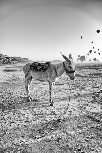 The Donkey Who Blowed Bubbles di Grégory Herpe, Fotografia in vendita su Singulart