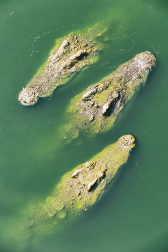 No swimming by Grégory Herpe, 사진 for Sale on Singulart