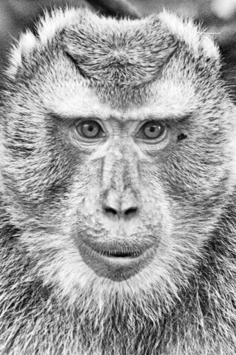 The Jester by Grégory Herpe, Photography for Sale on Singulart