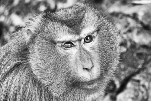 The One-Eyed by Grégory Herpe, Photography for Sale on Singulart