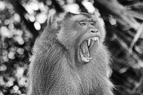 Jaws de Grégory Herpe, Fotografía a la venta en Singulart