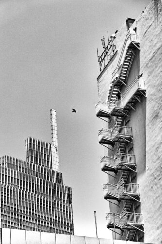 The Bird by Grégory Herpe, Photography for Sale on Singulart