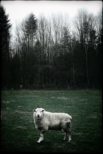A Fucking Danish Sheep van Grégory Herpe, Fotografie te koop op Singulart
