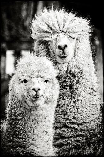 We're alpacas and fuck you von Grégory Herpe, Fotografie kaufen auf Singulart
