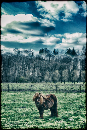 Little Pony, Big Tail van Grégory Herpe, Fotografie te koop op Singulart