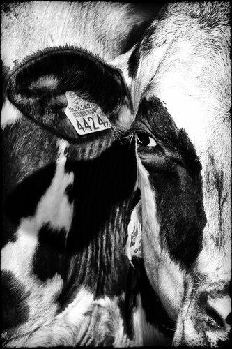 The cow whose milk I drink van Grégory Herpe, Fotografie te koop op Singulart