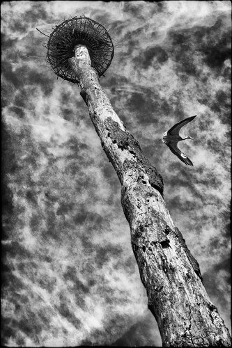 My neighbors the storks van Grégory Herpe, Fotografie te koop op Singulart