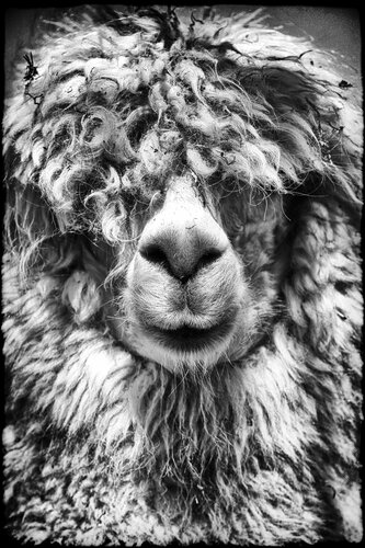 The Woodstock Hippie di Grégory Herpe, Fotografia in vendita su Singulart