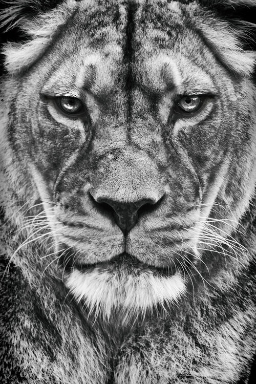 The Queen Mother Grégory Herpe