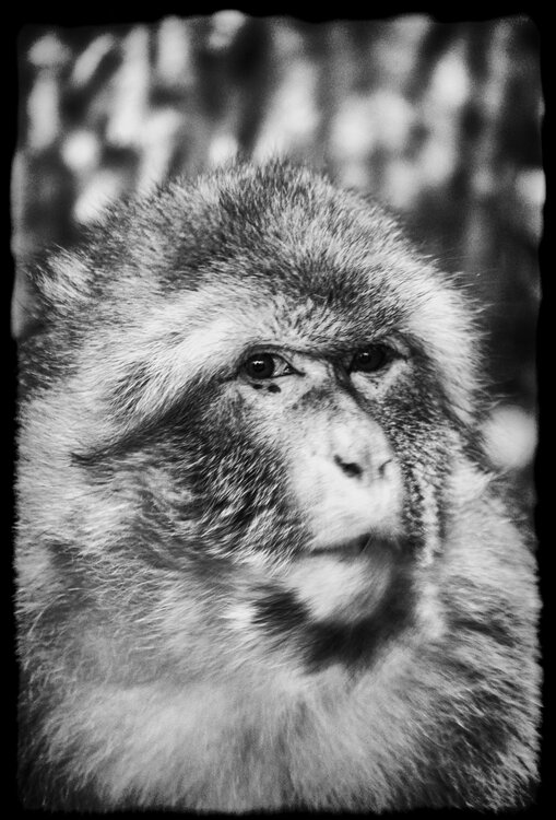 The Scout Grégory Herpe