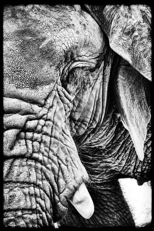 The Old Soul Grégory Herpe