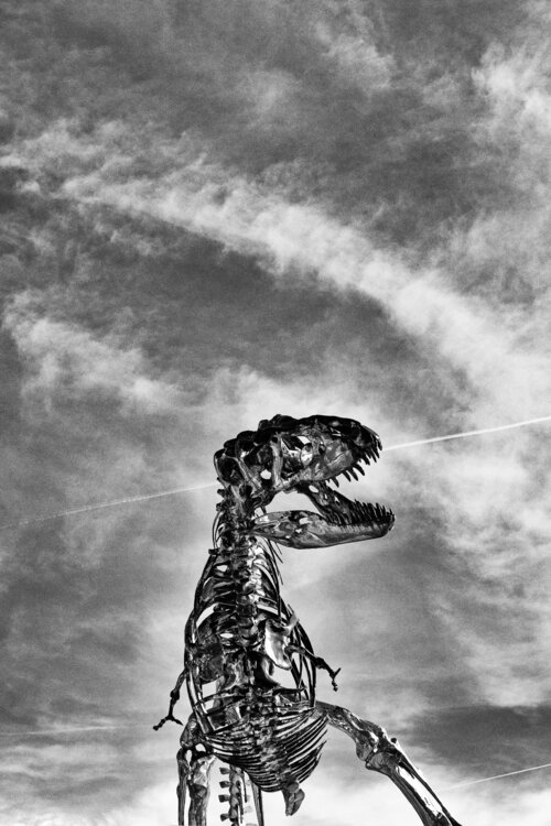 Meeting the Tyranosaurus Rex Grégory Herpe