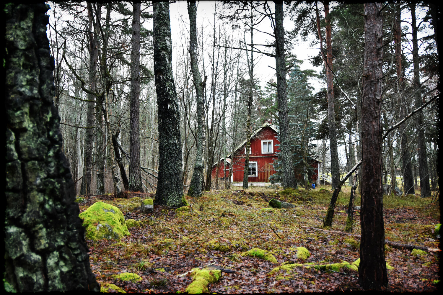 Deep in the forest Grégory Herpe