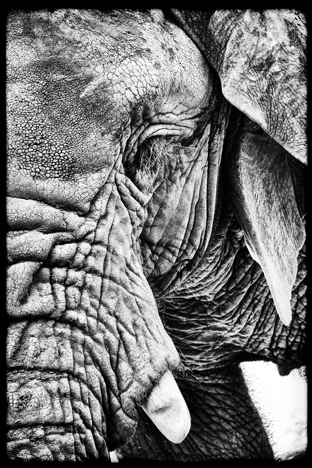 The Old Soul Grégory Herpe