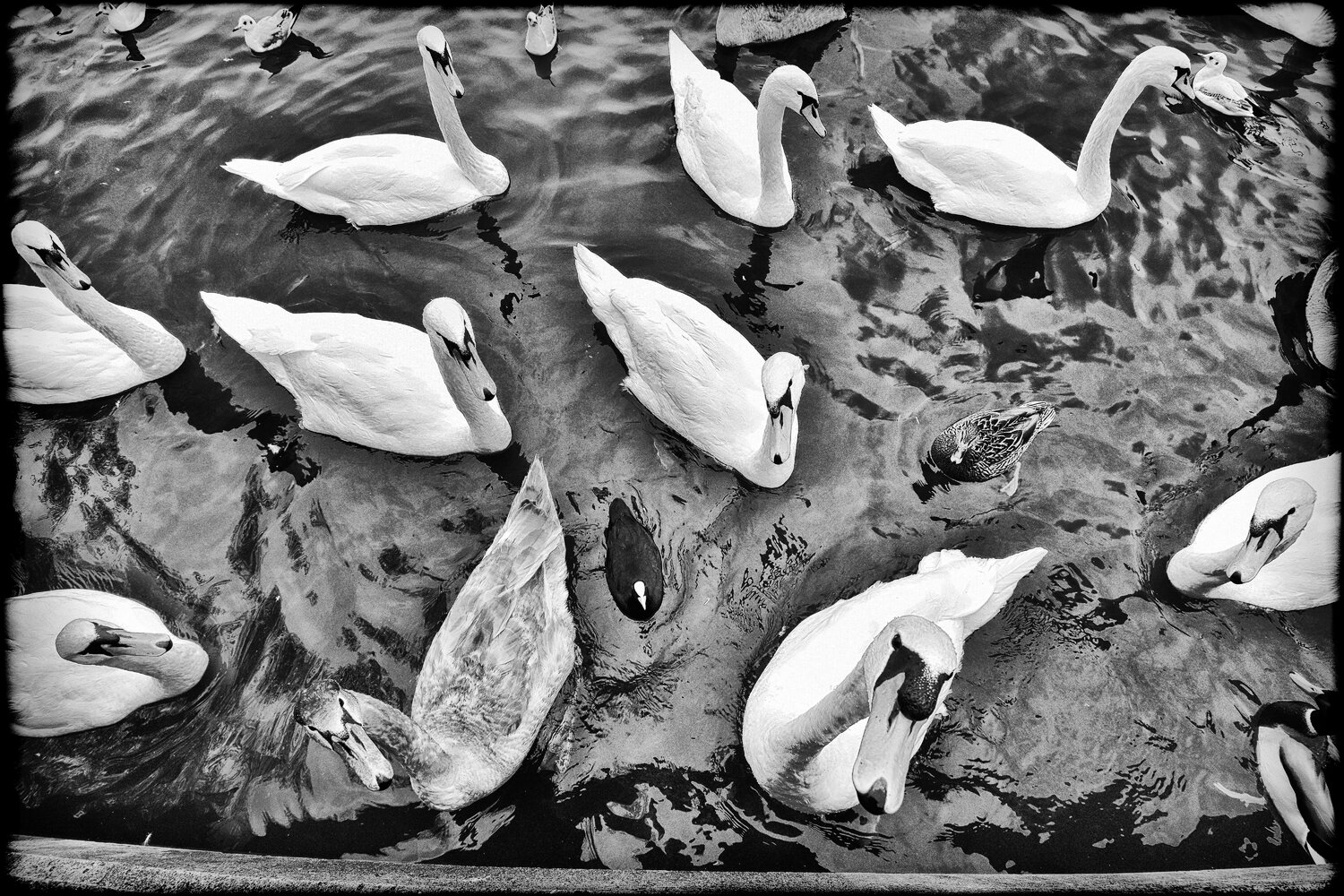 Swans in the Zurich lake Grégory Herpe Fotografie zu verkaufen