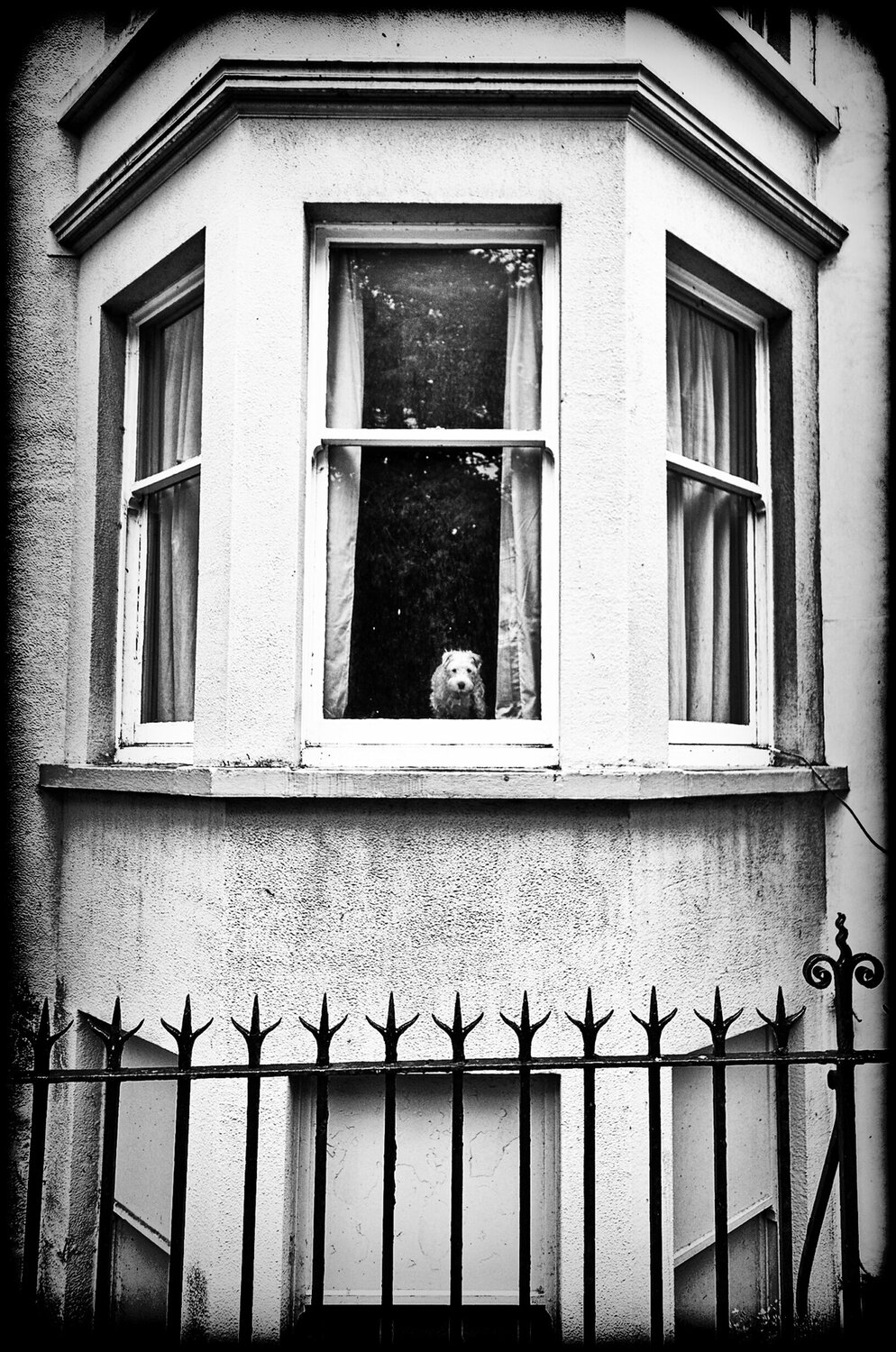 The curious dog Grégory Herpe
