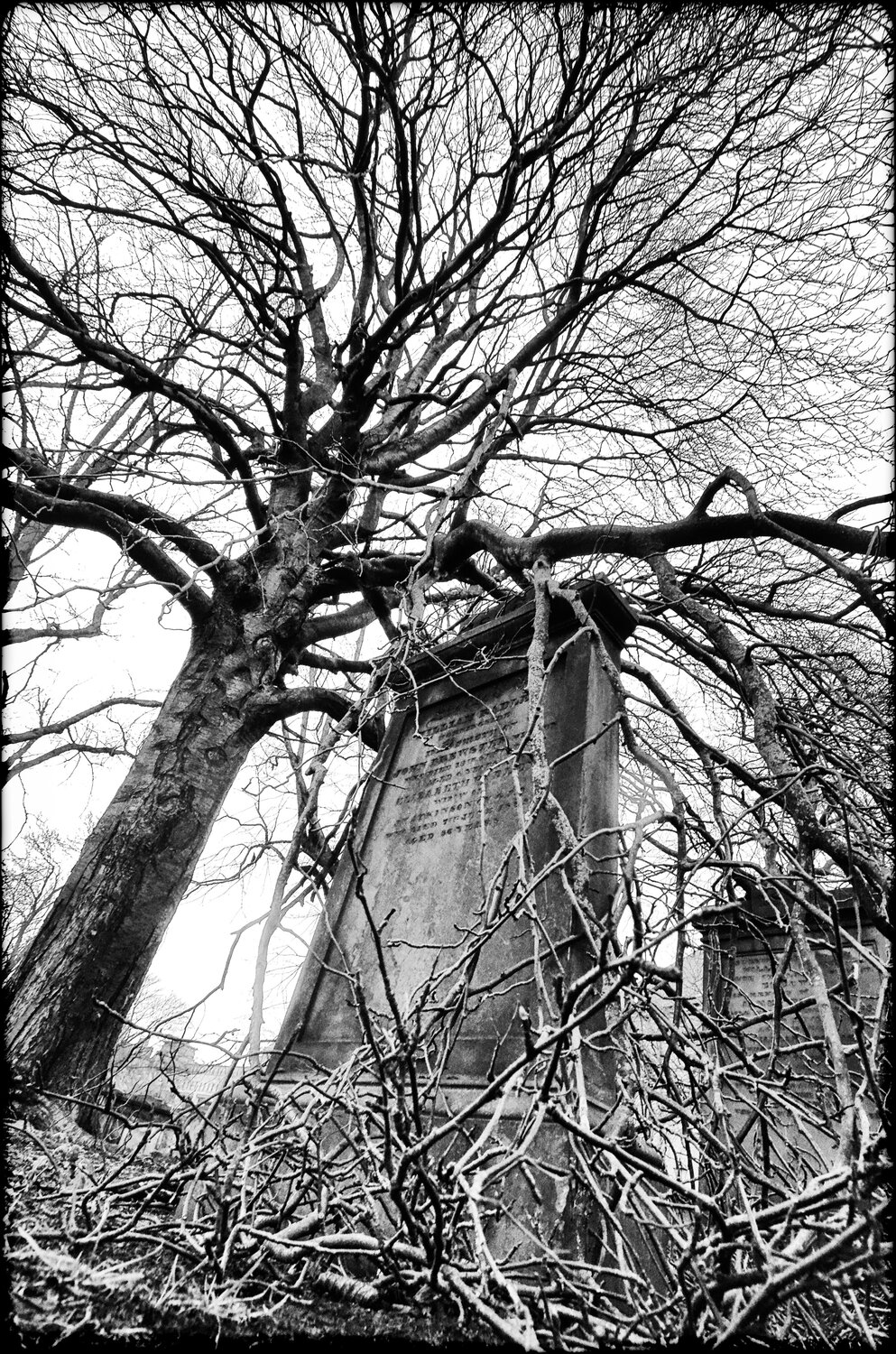 The Tree & the Stone Grégory Herpe