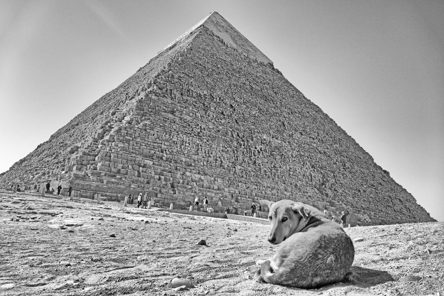 Doggypt Grégory Herpe