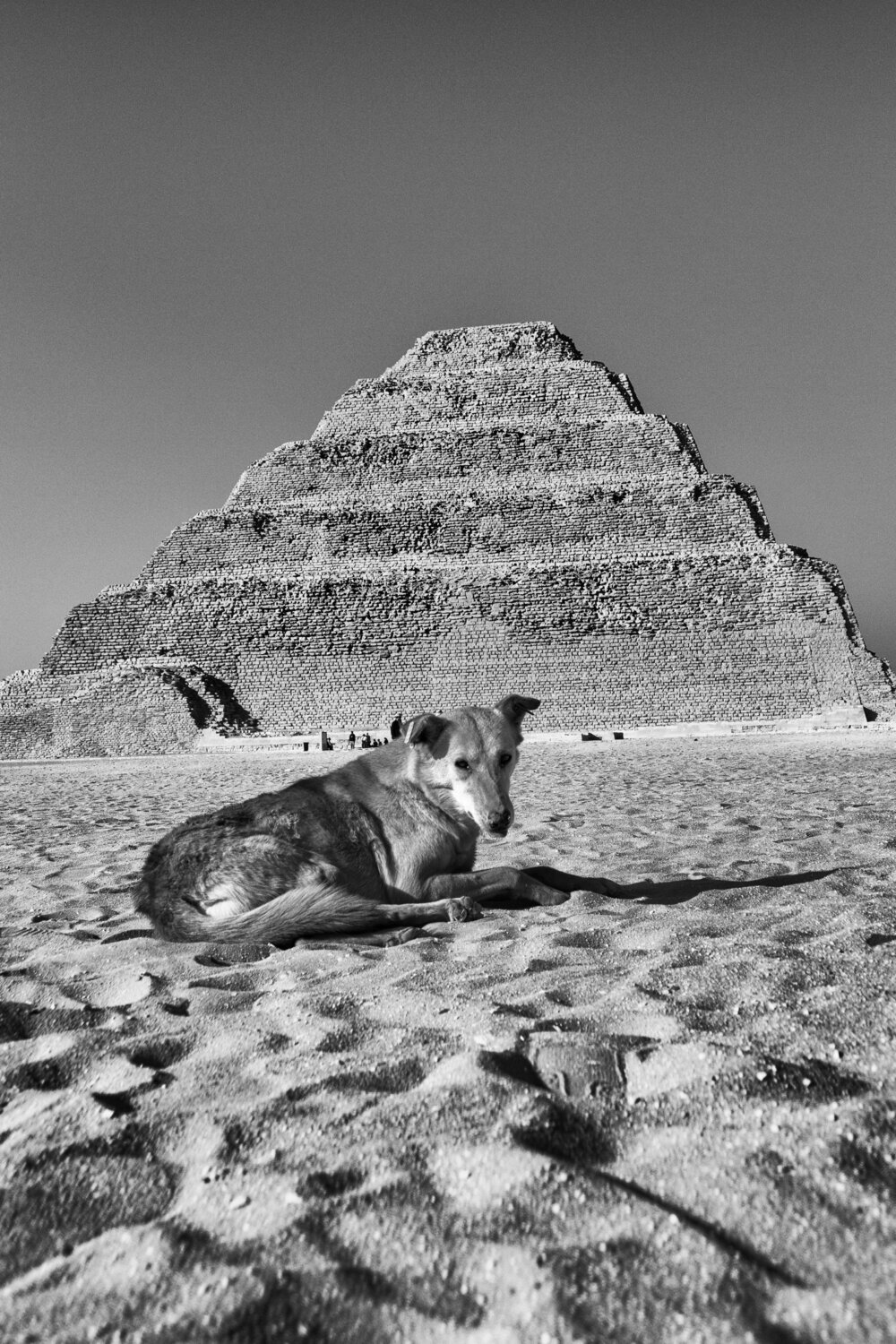 Snoop Doggynophis IV Grégory Herpe