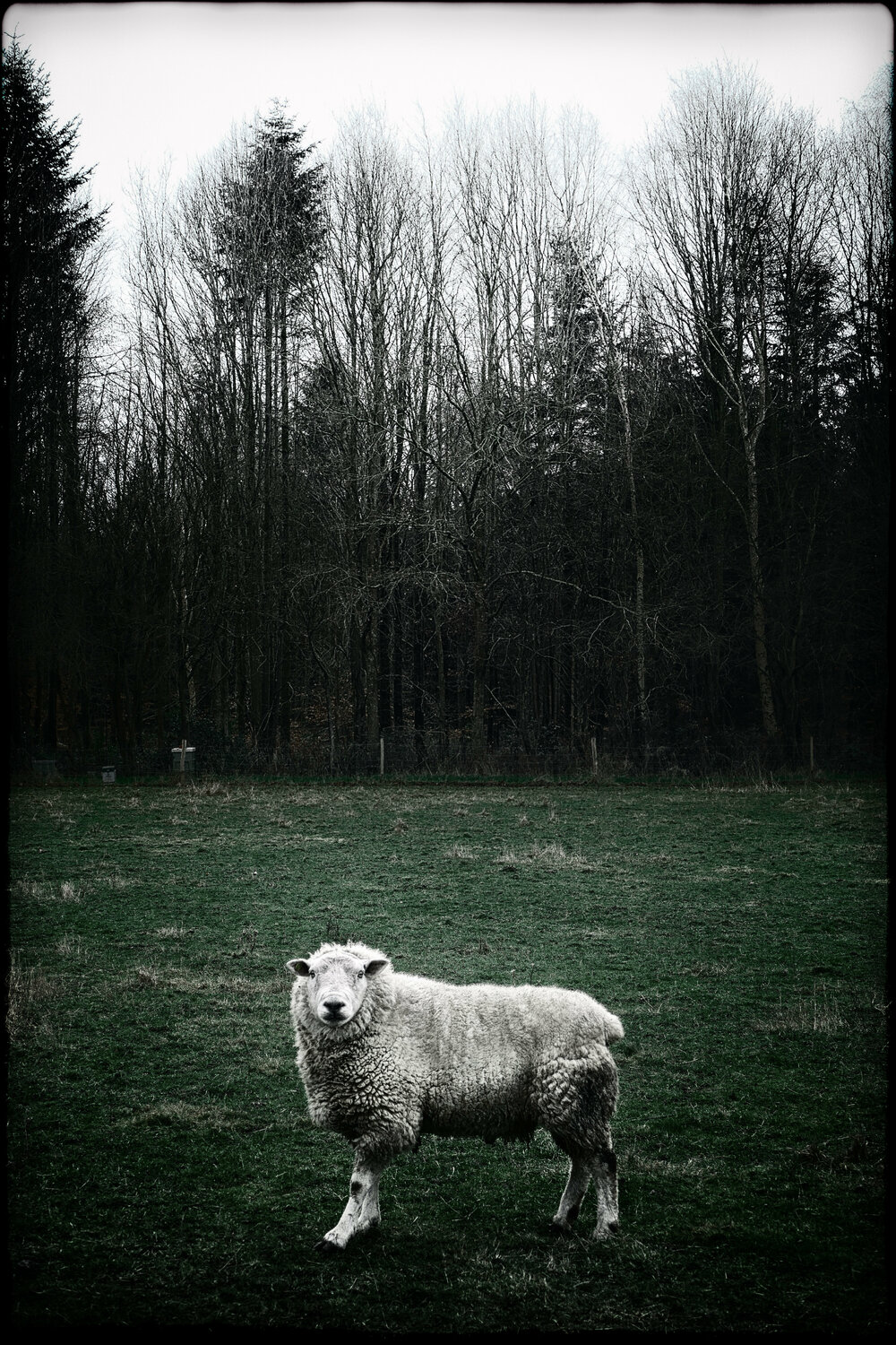 A Fucking Danish Sheep Grégory Herpe