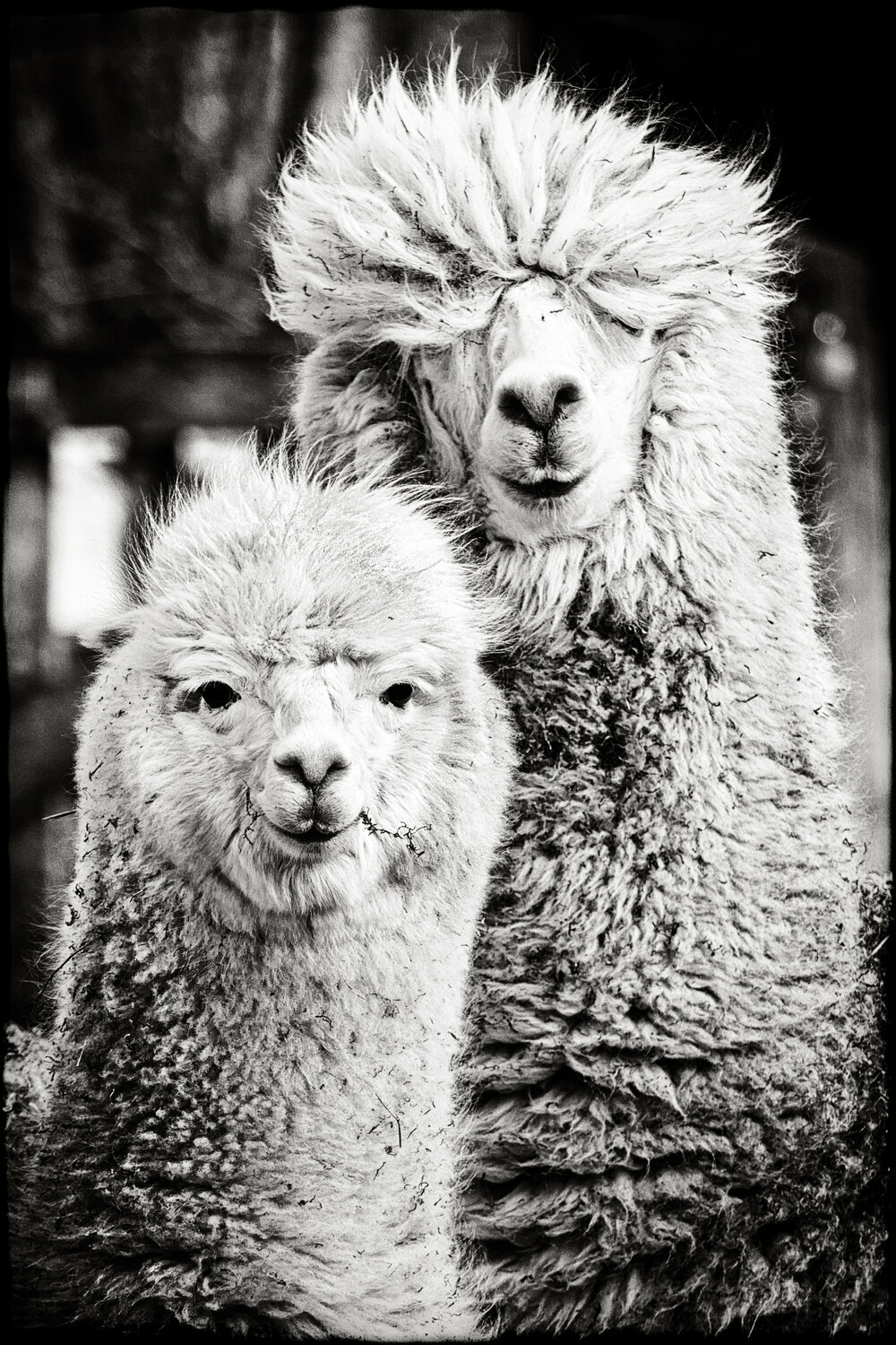 We're alpacas and fuck you Grégory Herpe Fotografie zu verkaufen
