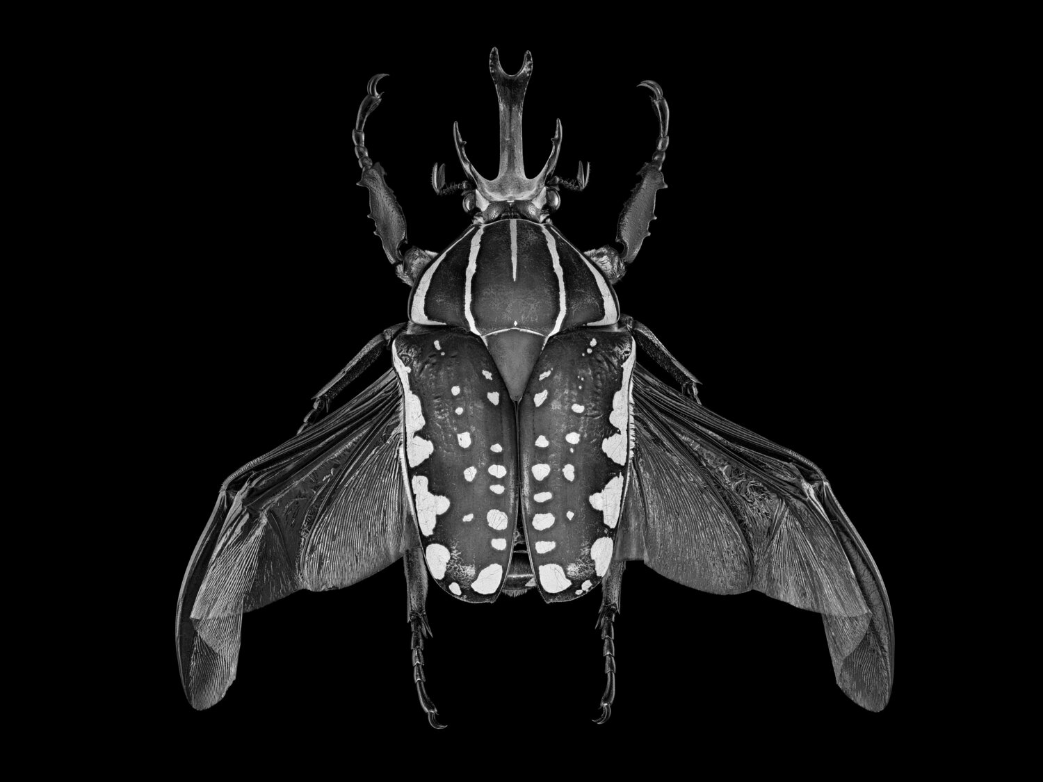 Chelorrhina Polyphemus Confluens by Oliver Weiller (2019) : Photography