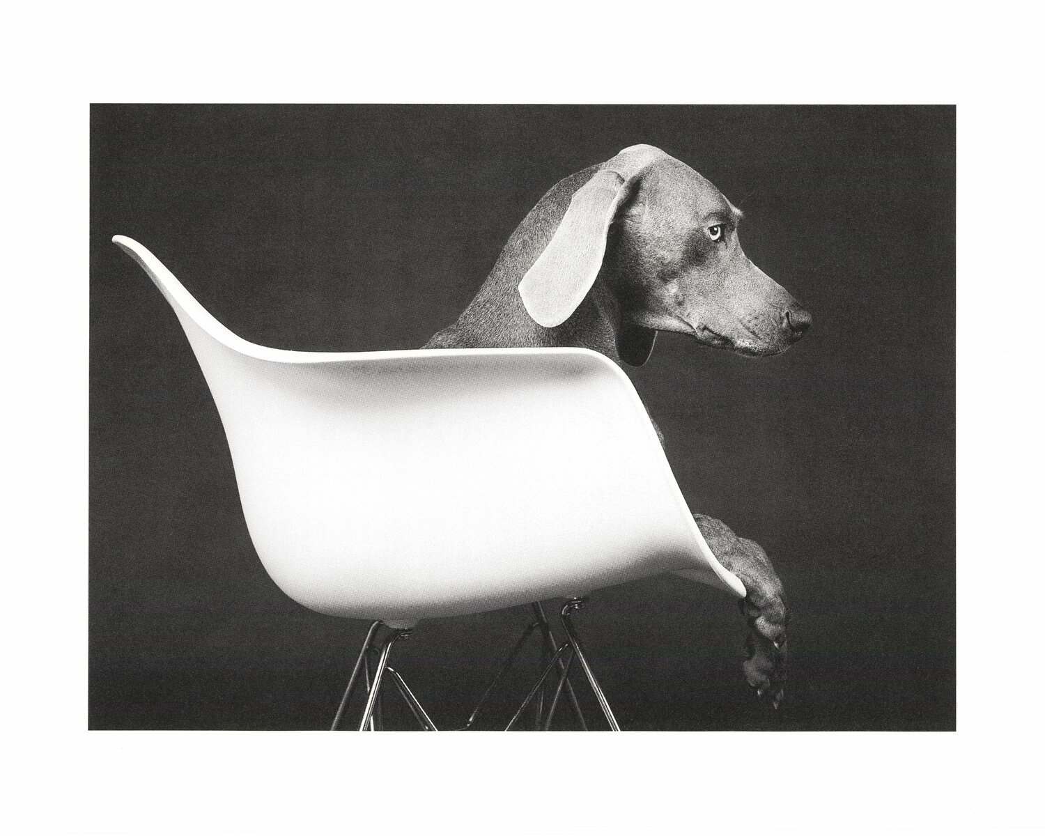 "Untitled" Eames DAR Chair William Wegman