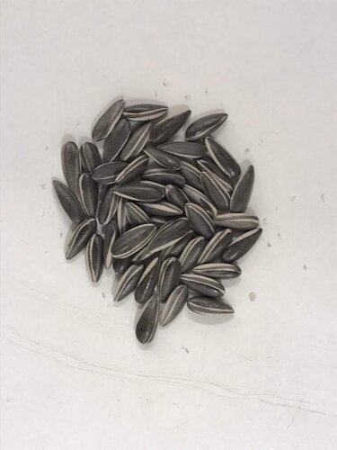 10 Kui Hua Zi (Sun Flower Seeds) van Ai Weiwei, Beeldhouwwerk te koop op Singulart