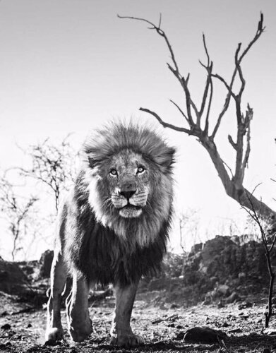 Cry Me A River by David Yarrow, 版畫 for Sale on Singulart